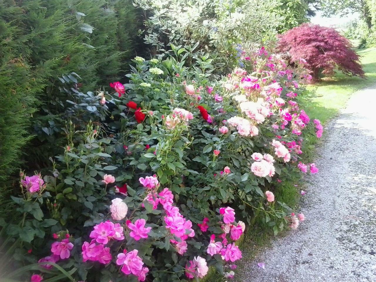 Green Rose Cesiomaggiore Zewnętrze zdjęcie