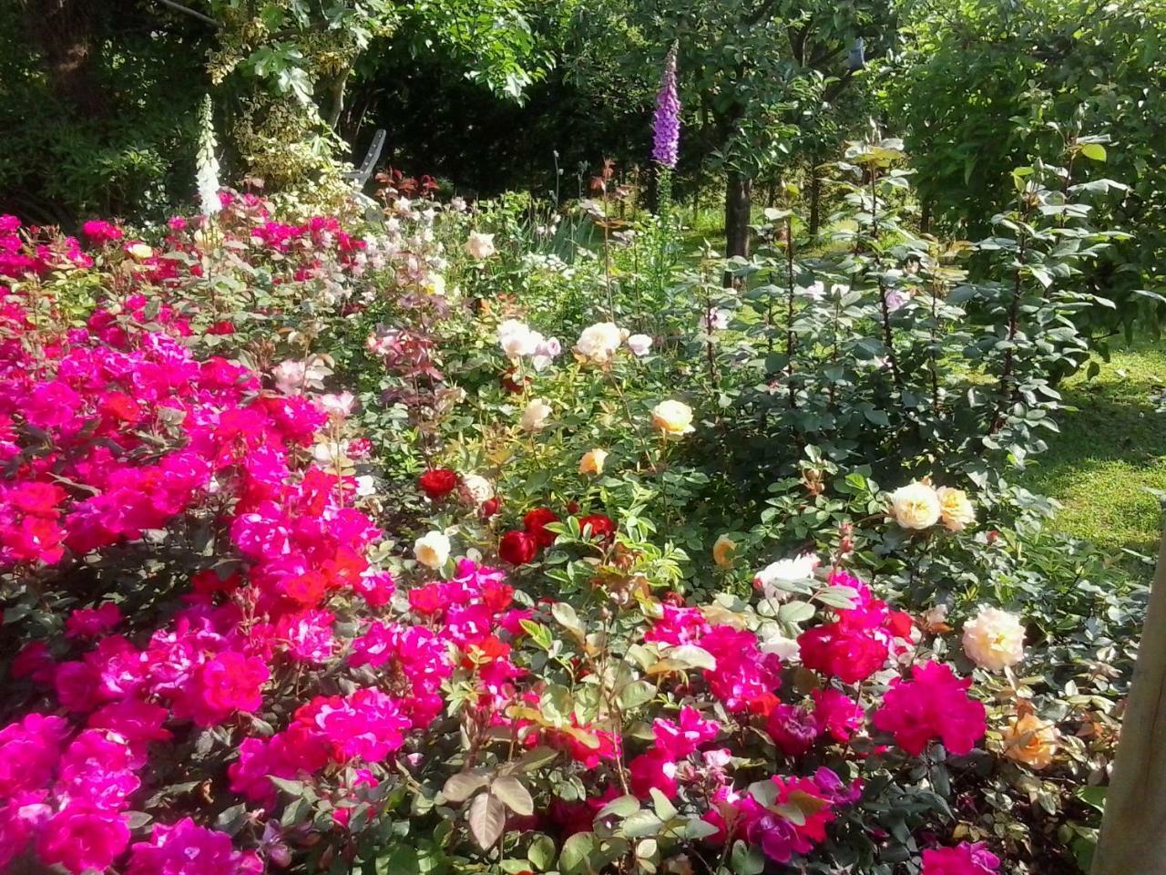 Green Rose Cesiomaggiore Zewnętrze zdjęcie